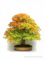 Acer palmatum 'Arakawa', moyogi bonsai}
