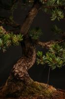 Pinus parviflora 58 cm-es bonsai, moyogi stílusban