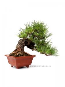 Pinus thunbergii 26 cm-es bonsai