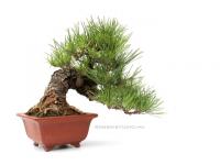 Pinus thunbergii 26 cm-es bonsai