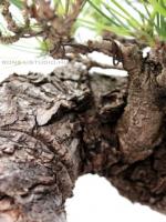 Pinus thunbergii 26 cm-es bonsai