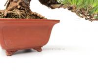 Pinus thunbergii 26 cm-es bonsai}