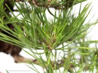 Pinus thunbergii 26 cm-es bonsai}