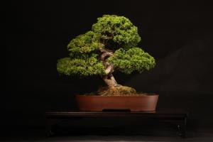 Juniperus chinensis 34 cm-es bonsai