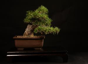 Pinus thunbergii 20 cm-es bonsai