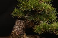 Pinus thunbergii 20 cm-es bonsai