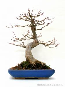Acer palmatum 23 cm-es bonsai
