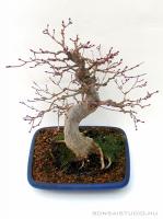 Acer palmatum 23 cm-es bonsai