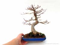 Acer palmatum 23 cm-es bonsai}