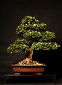 Rhododendron indicum 'Shin-nikko', 55-cm-es bonsai