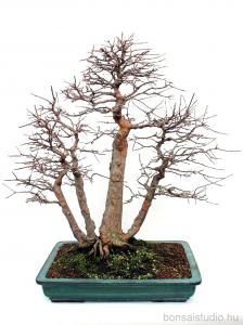 Acer buergerianum 75 cm-es bonsai