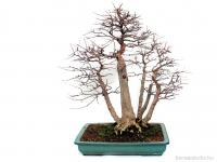 Acer buergerianum 75 cm-es bonsai