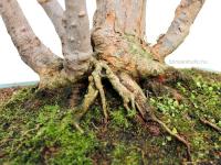 Acer buergerianum 75 cm-es bonsai}