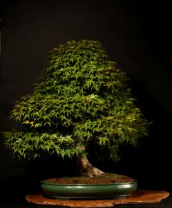 Acer palmatum 'Beni Chidori' 80 cm-es bonsai