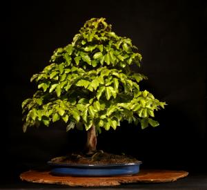 Parrotia persica 70 cm-es bonsai