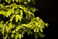 Parrotia persica 70 cm-es bonsai