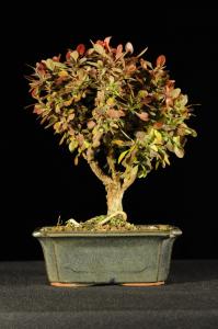 Borbolya-Berberis thubergii