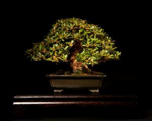 Rhododendron indicum shohin méretű bonsai