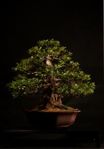 Rhododendron indicum 44 cm-es bonsai