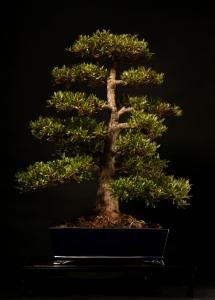 Rhododendron indicum 69 cm-es chokkan bonsai