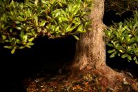Rhododendron indicum 69 cm-es chokkan bonsai