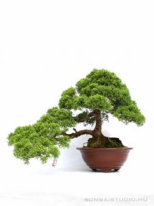 Juniperus chinensis 30 cm-es bonsai