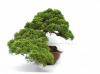 Juniperus chinensis 30 cm-es bonsai
