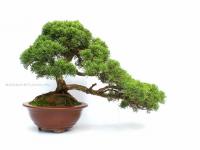 Juniperus chinensis 30 cm-es bonsai}