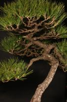 Pinus thunbergii 70 cm-es bonsai