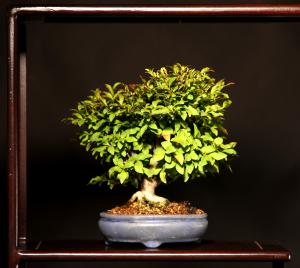 Euonymus alatus 20 cm-es bonsai