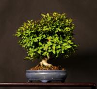 Euonymus alatus 20 cm-es bonsai