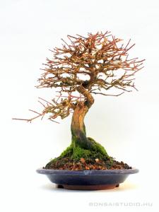 Premna japonica 20 cm-es bonsai