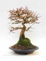 Premna japonica 20 cm-es bonsai