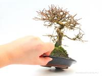 Premna japonica 20 cm-es bonsai