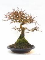 Premna japonica 20 cm-es bonsai}