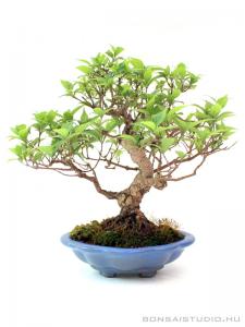Callicarpa 20 cm-es bonsai
