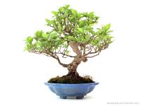Callicarpa 20 cm-es bonsai
