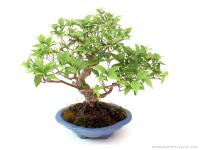 Callicarpa 20 cm-es bonsai
