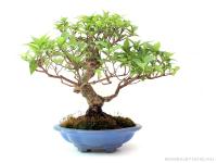 Callicarpa 20 cm-es bonsai}