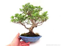 Callicarpa 20 cm-es bonsai}