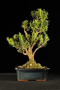 Buxus harlandii-Puszpáng (15 cm es tálban) 
