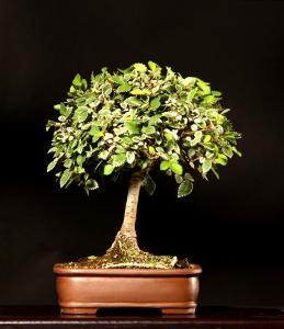 Zelkova serrata variegata 19 cm-es bonsai