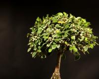 Zelkova serrata variegata 19 cm-es bonsai