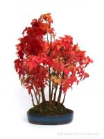 Acer buergerianum 22 cm-es bonsai