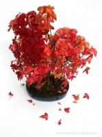 Acer buergerianum 22 cm-es bonsai}