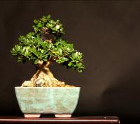 Olea europaea bonsai