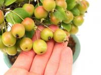 Malus halliana 20 cm-es bonsai}