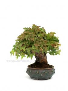 Acer buergerianum 12 cm-es bonsai