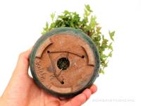 Acer buergerianum 12 cm-es bonsai