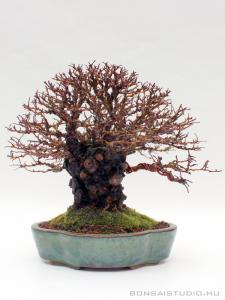 Ulmus parvifolia `Corticosa`16 cm-es bonsai